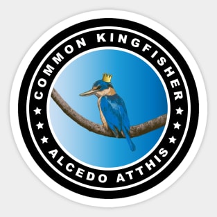 Cute Common Kingfisher (Alcedo Atthis) Bird Sticker